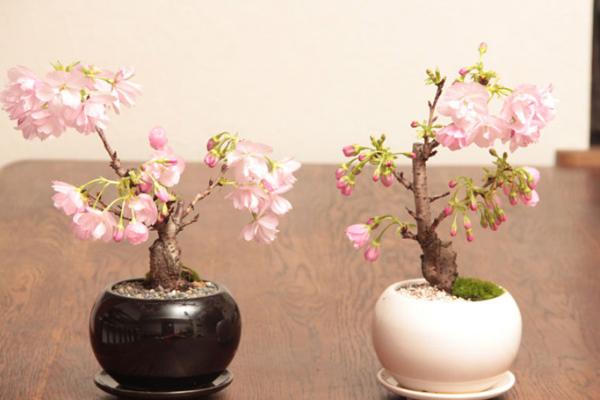 櫻花種子市場價格多少錢一斤 櫻花的繁殖方法