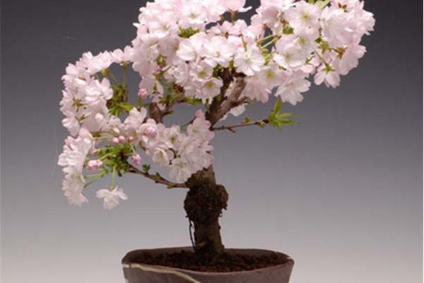 櫻花種子市場價格多少錢一斤 櫻花的繁殖方法