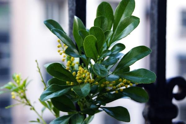 米蘭花圖片大全 米蘭花花語及寓意