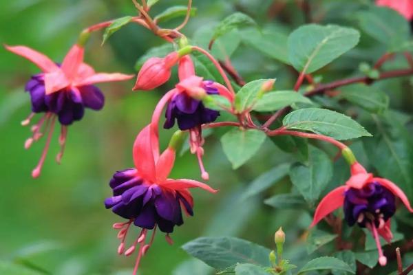 倒掛金鐘扦插繁殖方法 倒掛金鐘怎么修剪枝葉