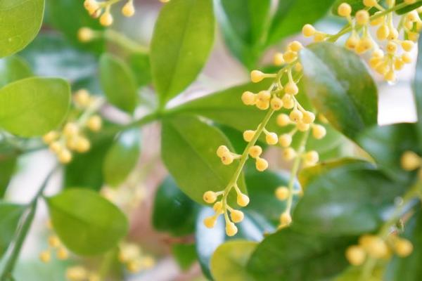 米蘭花有毒嗎 米蘭花可以放在室內臥室嗎