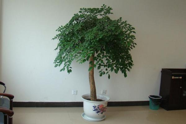 幸福樹市場價格多少錢一盆 幸福樹怎么扦插