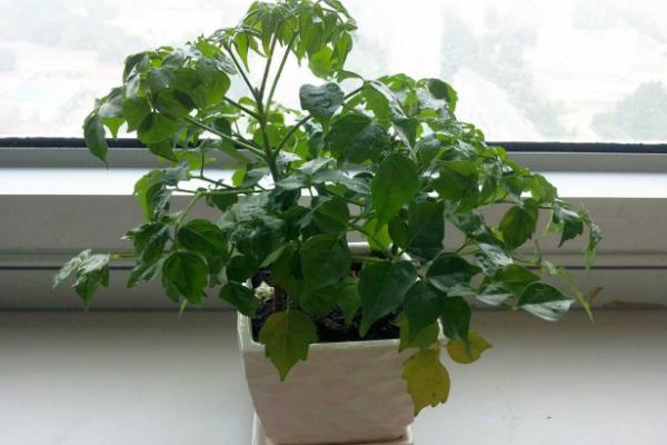 幸福樹怎么澆水（多久澆一次） 幸福樹長太高了怎么辦