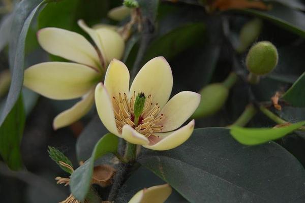 含笑樹市場價格多少錢一棵 含笑樹是名貴樹嗎