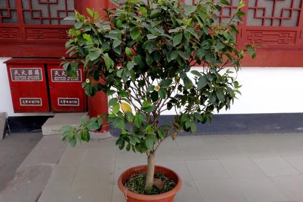 含笑樹市場價格多少錢一棵 含笑樹是名貴樹嗎