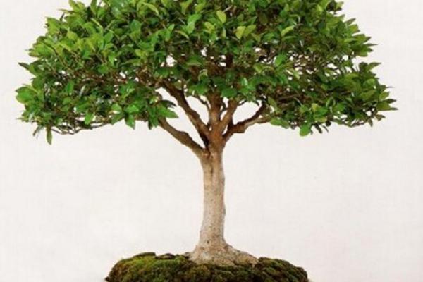 含笑樹市場價格多少錢一棵 含笑樹是名貴樹嗎