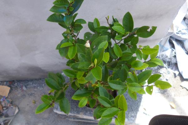 含笑樹市場價格多少錢一棵 含笑樹是名貴樹嗎