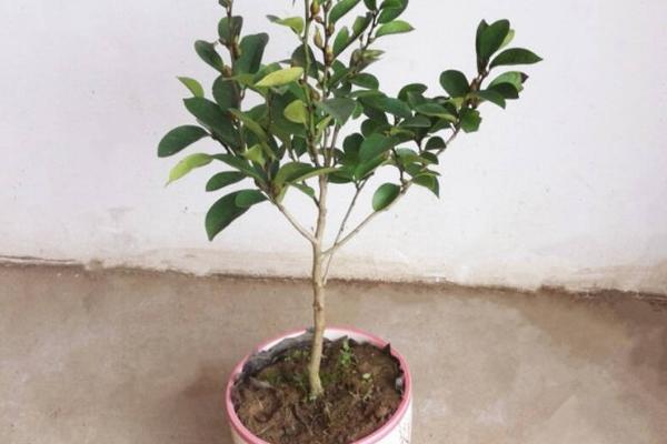 含笑樹市場價格多少錢一棵 含笑樹是名貴樹嗎