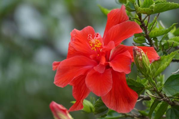 扶桑花葉子發(fā)黃怎么辦 扶桑花怎么施肥