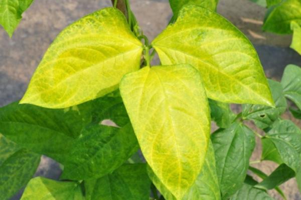 扶桑花葉子發(fā)黃怎么辦 扶桑花怎么施肥