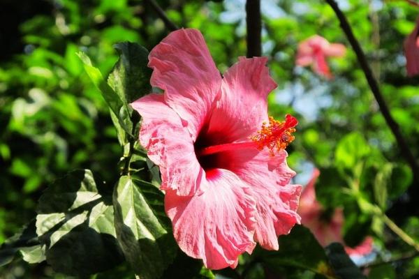 扶桑花葉子發(fā)黃怎么辦 扶桑花怎么施肥