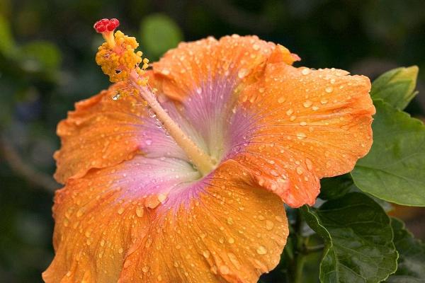 扶桑花葉子發(fā)黃怎么辦 扶桑花怎么施肥