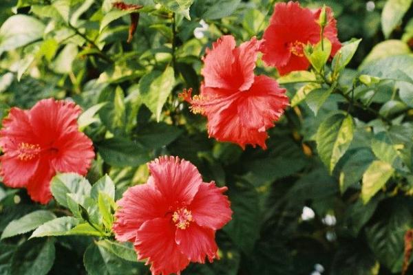 扶桑花葉子發(fā)黃怎么辦 扶桑花怎么施肥