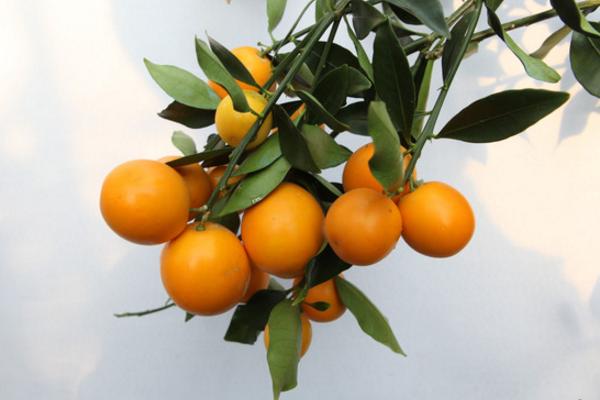 金桔樹怎么種 金桔樹的種植方法與注意事項