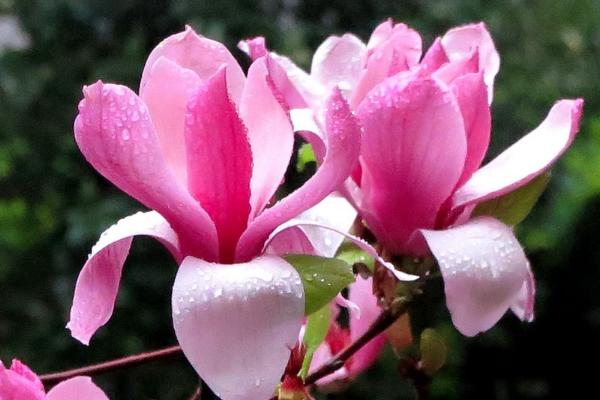 木蘭花圖片大全 木蘭花花語及寓意 關于木蘭花詩句有哪些