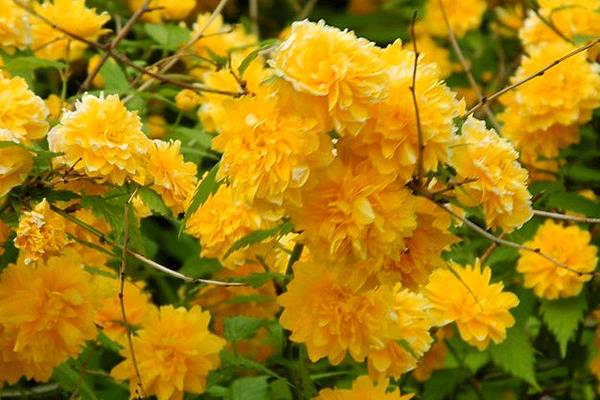 棣棠花圖片大全 棣棠花花語及寓意