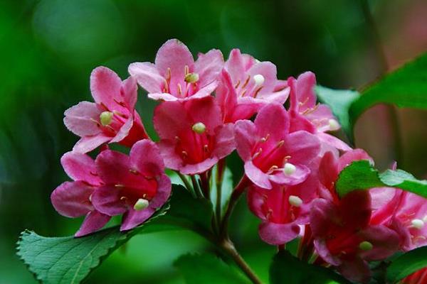 錦帶花圖片大全 錦帶花有哪些品種