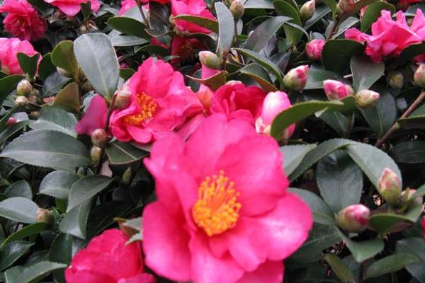 盆栽茶梅怎么澆水 茶梅盆栽爛根怎么辦