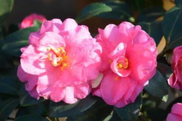 茶梅和茶花的區別是什么  茶梅和山茶的區別