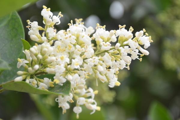 金葉女貞和金森女貞的區(qū)別是什么  女貞子的作用和價(jià)值