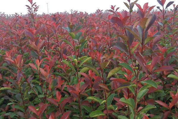 紅葉女貞小苗市場價格多少錢一棵 紅葉女貞特性及用途