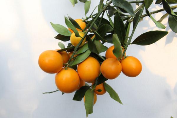 金桔蜜餞的做法 金桔蜜餞的功效與作用