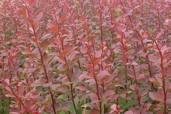 紅葉女貞小苗市場價格多少錢一棵 紅葉女貞特性及用途