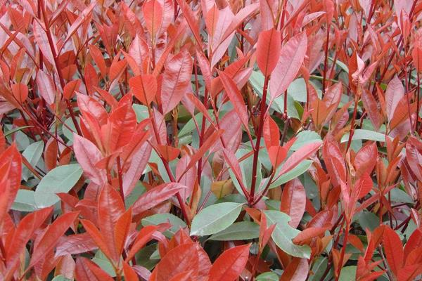 紅葉女貞小苗市場價格多少錢一棵 紅葉女貞特性及用途