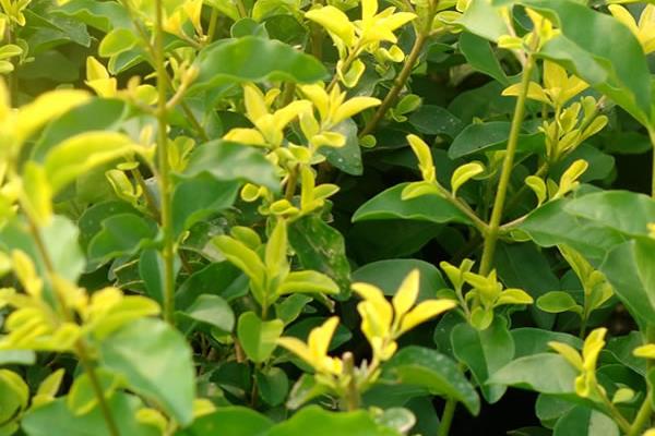 紅葉女貞小苗市場價格多少錢一棵 紅葉女貞特性及用途