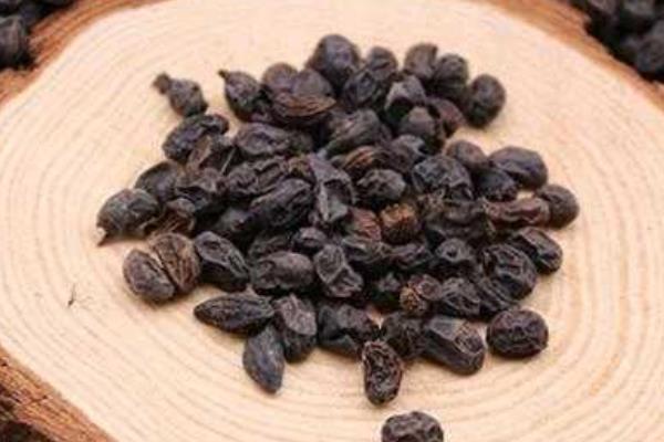 紅葉女貞小苗市場價格多少錢一棵 紅葉女貞特性及用途