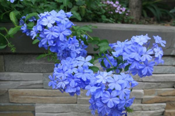 藍花丹圖片大全 藍花丹花語及寓意