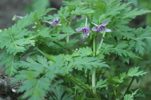 還亮草圖片大全 還亮草花語及寓意