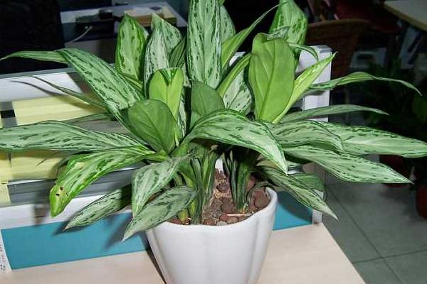 家里養(yǎng)銀皇后有什么好處(風水作用) 銀皇后的種植方法