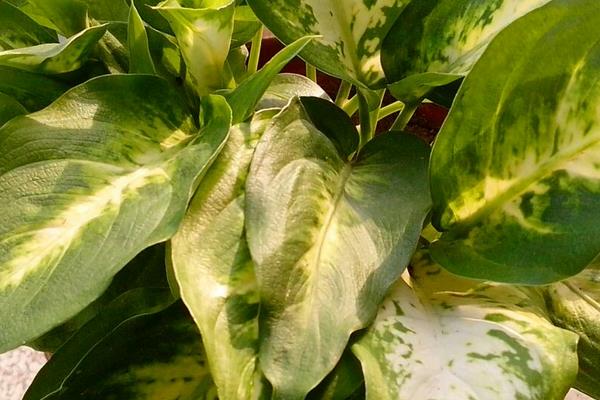 家里養(yǎng)銀皇后有什么好處（風水作用） 銀皇后的種植方法