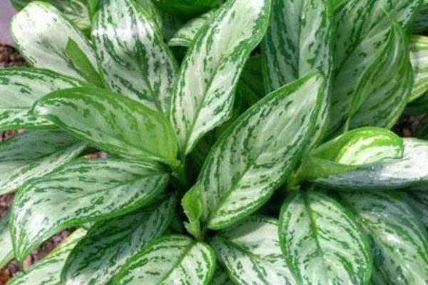 家里養(yǎng)銀皇后有什么好處（風水作用） 銀皇后的種植方法