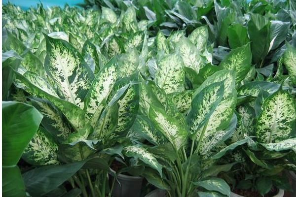 家里養(yǎng)銀皇后有什么好處（風水作用） 銀皇后的種植方法