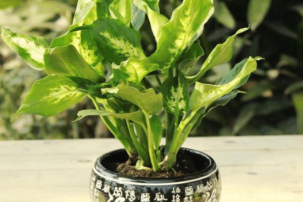 家里養(yǎng)銀皇后有什么好處（風水作用） 銀皇后的種植方法
