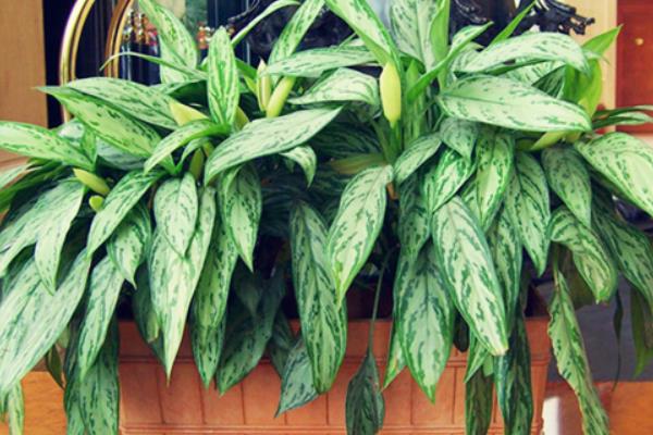 家里養(yǎng)銀皇后有什么好處（風水作用） 銀皇后的種植方法