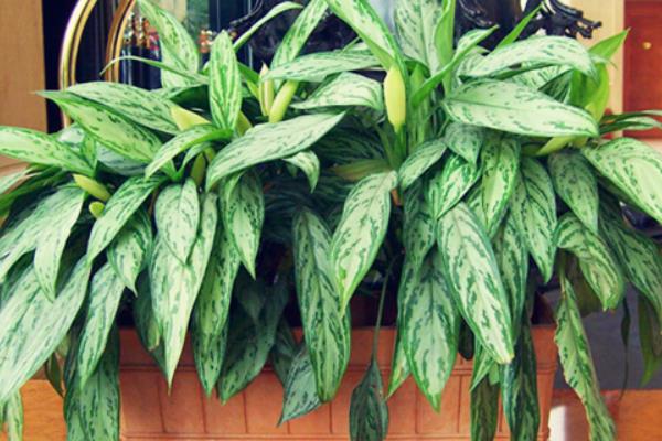 銀皇帝和銀皇后的區別是什么  銀皇后的萬年青的區別