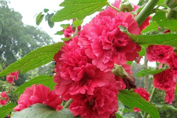 蜀葵的做法大全 涼拌蜀葵的做法