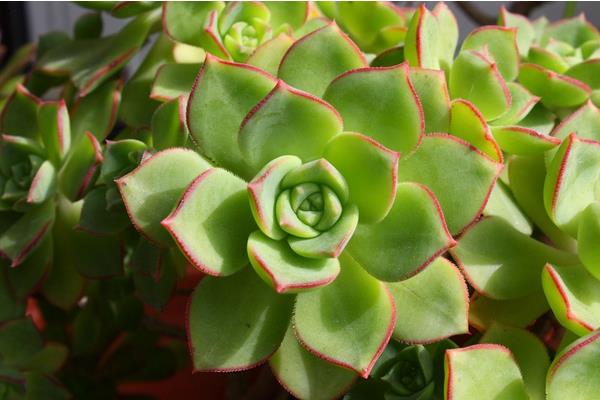 名貴多肉品種大全（圖解） 十大最貴的多肉排行榜