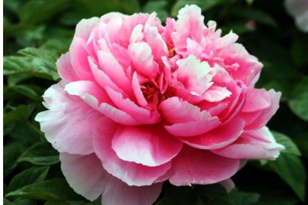 牡丹花圖片大全  牡丹花花語(yǔ)及寓意 牡丹花品種有哪些