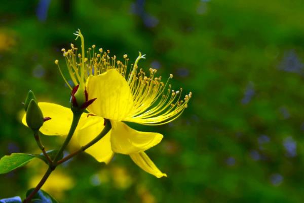 金絲梅功效與作用 金絲梅藥用價值