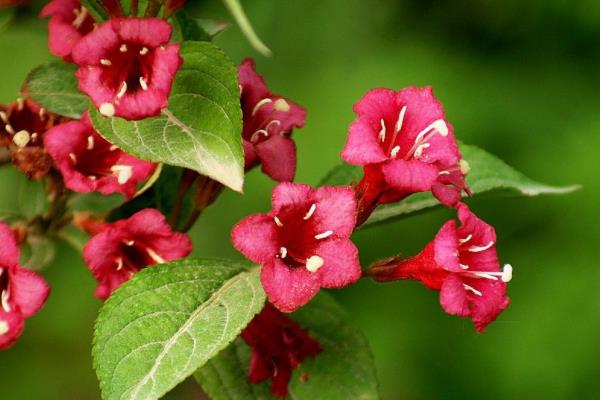 錦帶花盆栽怎么養 盆栽錦帶花養殖方法與注意事項
