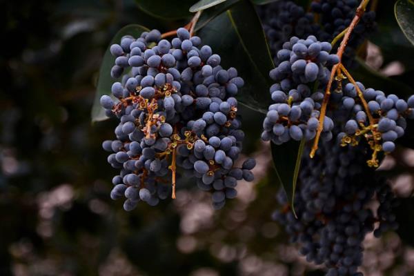 女貞子酒的功效與作用  女貞子酒怎么泡