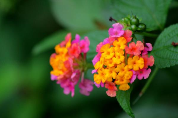 五色梅功效與作用 五色梅藥用價值