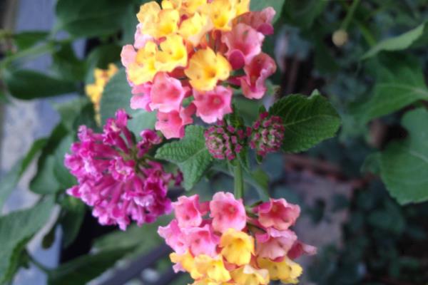 五色梅怎么種 五色梅種植方法與注意事項