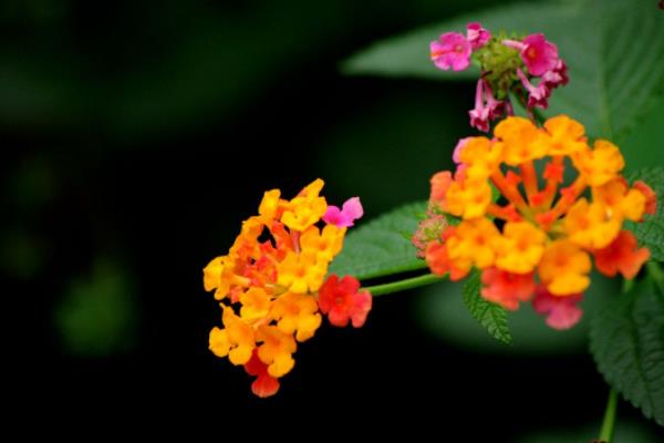 五色梅怎么種 五色梅種植方法與注意事項