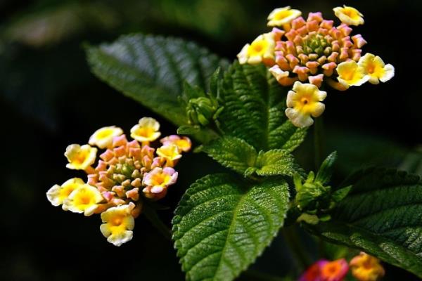 五色梅怎么種 五色梅種植方法與注意事項