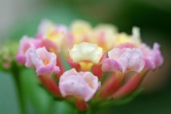 五色梅怎么種 五色梅種植方法與注意事項